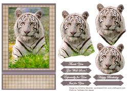 White Tiger Portrait