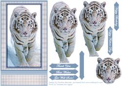 White Tiger on the Prowl