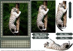 Climbing White Tiger