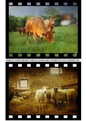 Farm Animals