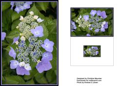 Floral Violets Background