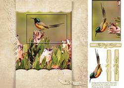 Beautiful Hummingbird