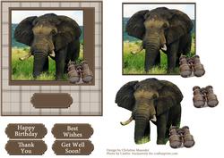 Elephant Safari
