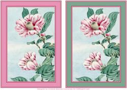 Camellia Flower Backgrounds