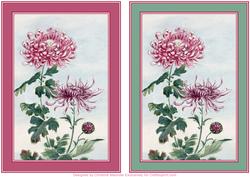 Crysanthemum Flower Background
