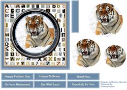 Through the Lens - Siberian Tiger
