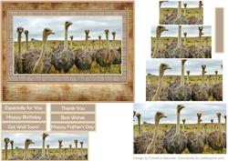 Africa at Its Best - Ostriches with Bookmark