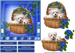 Beautiful Maltese Pups