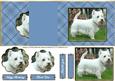 Love Westies - Blue - No Hold Back Fold