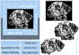 Dalmatian Dog Lover