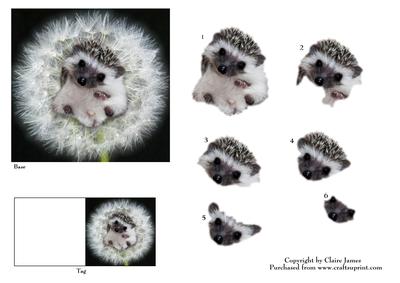Meet Jed the Cute Baby Hedgehog + Decoupage & Tag