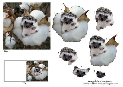 Meet Jed the Cute Baby Hedgehog 2 + Decoupage & Tag