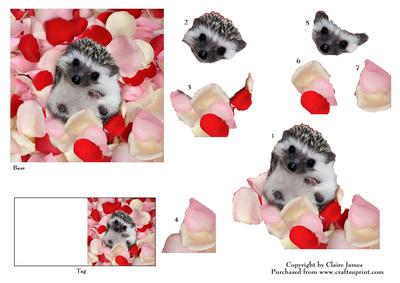 Meet Jed the Cute Baby Hedgehog 3 + Decoupage & Tag