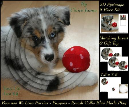 Furry Friends & Familiars-puppy-rough Collie Blue Merle Play