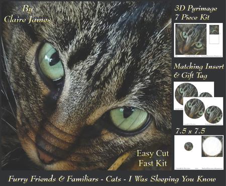 Furry Friends & Familiars - Cats - I Was Sleeping You Know +