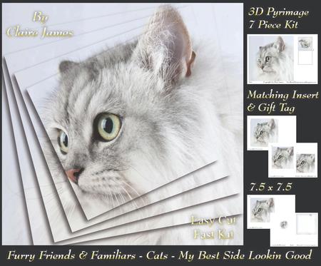 Furry Friends & Familiars-cats-my Best Side Looking Good +