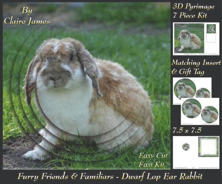 Furry Friends & Familiars - Dwarf Lop Ear Rabbit +tag+
