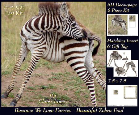 Because We Love Furries - Beautiful Zebra Foal + Tag +