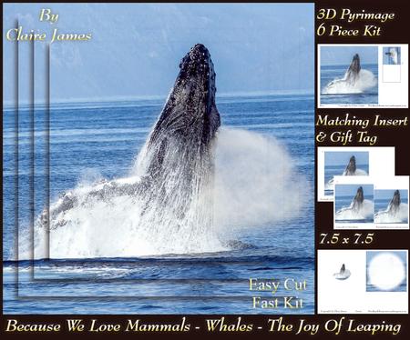 Because We Love Mammals - Whales - the Joy of Leaping Tag+