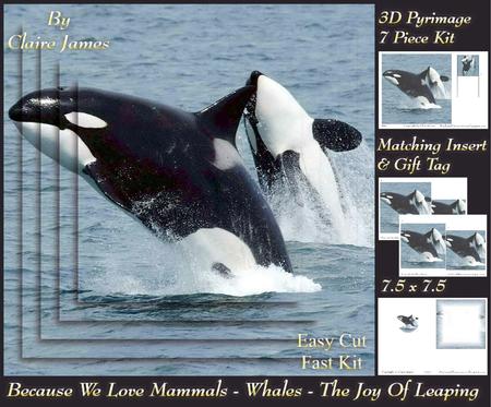 Because We Love Mammals - Whales - the Joy of Leaping Tag+