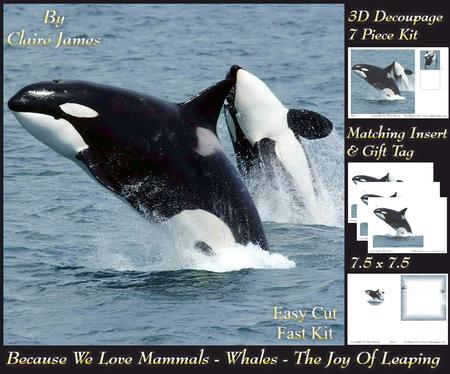 Because We Love Mammals - Whales - the Joy of Leaping Tag+
