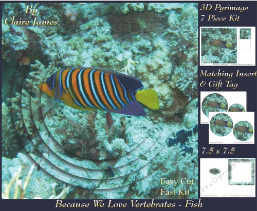 Because We Love Vertebrates -  Coral Reef Tropical Marine Fish - Pyrimage/pyramid + Insert & Tag