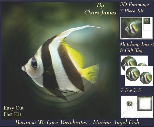 Because We Love Vertebrates -  Coral Reef Tropical Marine Angel Fish - Pyrimage/pyramid + Insert & Tag