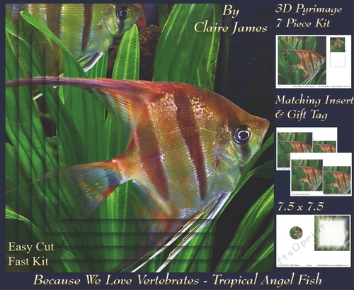 Because We Love Vertebrates -  Coral Reef Tropical Angel Fish - Pyrimage/pyramid + Insert & Tag