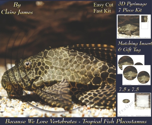 Because We Love Vertebrates -  Coral Reef Tropical Fish Plecostamus - Pyrimage/pyramid + Insert & Tag