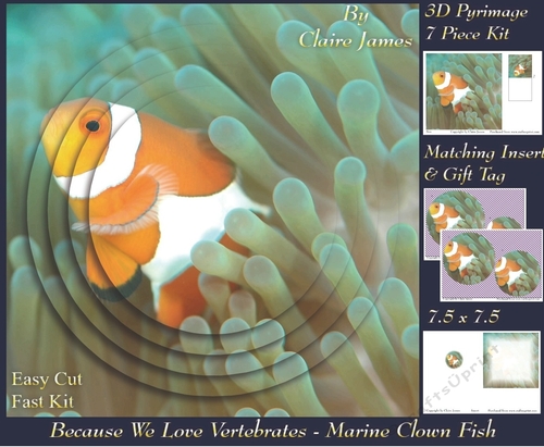 Because We Love Vertebrates - Coral Reef Tropical Marine Clown Fish 2 - Pyrimage/pyramid + Insert & Tag
