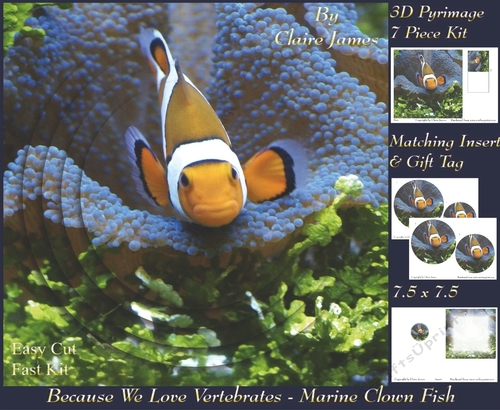 Because We Love Vertebrates - Coral Reef Tropical Marine Clown Fish 3 - Pyrimage/pyramid + Insert & Tag