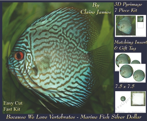 Because We Love Vertebrates - Coral Reef Tropical Marine Silver Dollar Fish - Pyrimage/pyramid + Insert & Tag