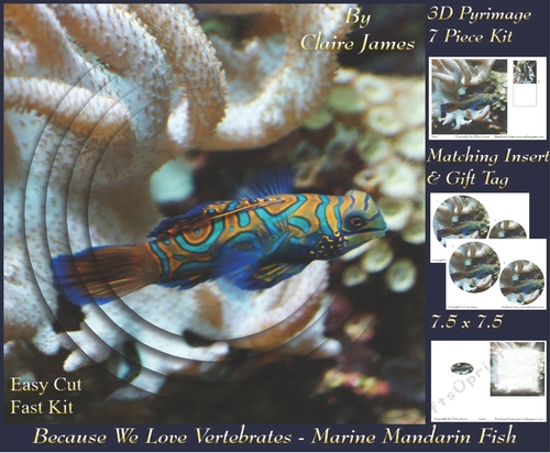 Because We Love Vertebrates - Coral Reef Tropical Marine Mandarin Fish - Pyrimage/pyramid + Insert & Tag