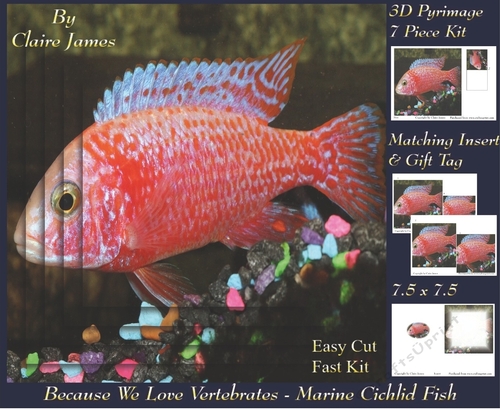 Because We Love Vertebrates - Coral Reef Tropical Marine Cichlid Fish - Pyrimage/pyramid + Insert & Tag