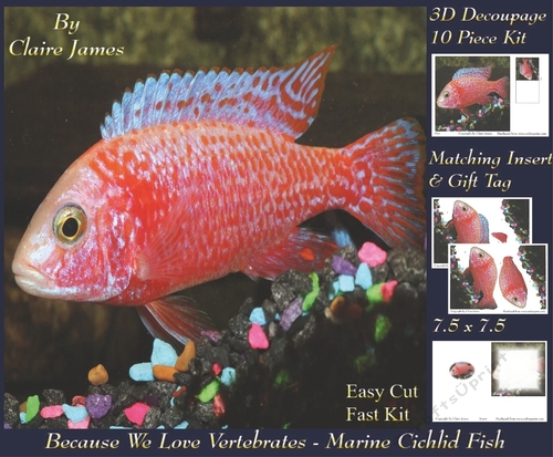 Because We Love Vertebrates - Coral Reef Tropical Marine Cichlid Fish - Decoupage + Insert & Tag