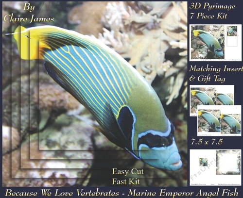 Because We Love Vertebrates - Coral Reef Tropical Marine Emporer Angel Fish 2 - Pyrimage/pyramid + Insert & Tag