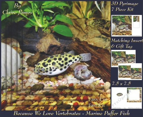 Because We Love Vertebrates - Coral Reef Tropical Marine Puffer Fish - Pyrimage/pyramid + Insert & Tag