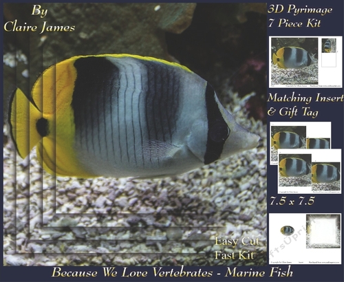 Because We Love Vertebrates - Coral Reef Tropical Marine Fish - Pyrimage/pyramid + Insert & Tag