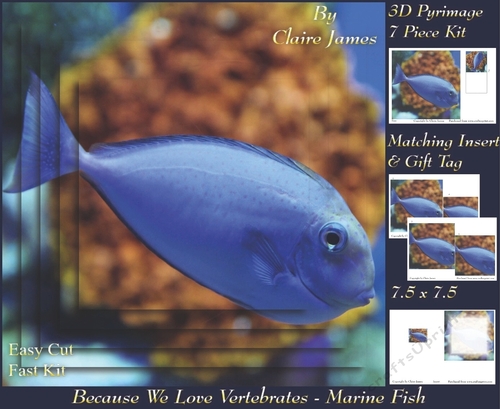 Because We Love Vertebrates - Coral Reef Tropical Marine Fish - Pyrimage/pyramid + Insert & Tag
