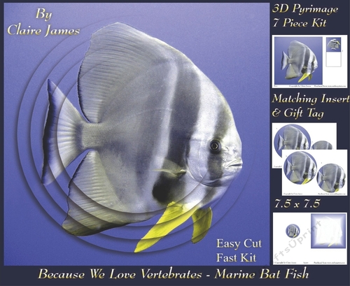 Because We Love Vertebrates - Coral Reef Tropical Marine Fish - Pyrimage/pyramid + Insert & Tag