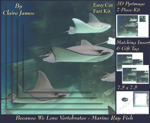 Because We Love Vertebrates - Coral Reef Tropical Marine Ray Fish - Pyrimage/pyramid + Insert & Tag