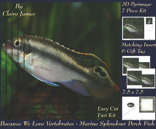 Because We Love Vertebrates - Coral Reef Tropical Marine Splendour Perch Fish - Pyrimage/pyramid + Insert & Tag