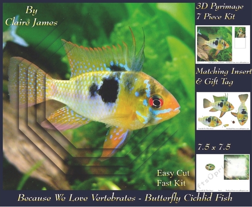 Because We Love Vertebrates - Coral Reef Tropical Marine Butterfly Cichlid Fish - Pyrimage/pyramid + Insert & Tag