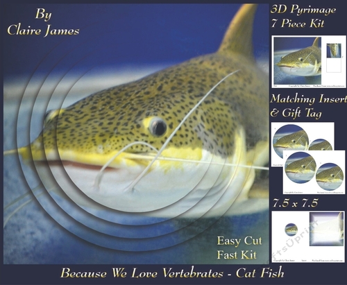 Because We Love Vertebrates - Coral Reef Tropical Marine Cat Fish - Pyrimage/pyramid + Insert & Tag