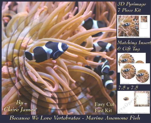 Because We Love Vertebrates - Coral Reef Tropical Marine Anemone Fish - Pyrimage/pyramid + Insert & Tag