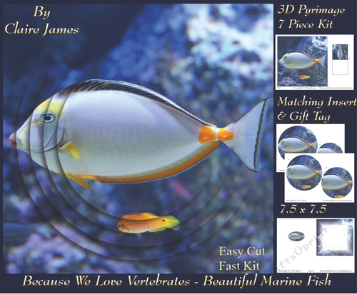 Because We Love Vertebrates - Coral Reef Tropical Beautiful Marine Fish - Pyrimage/pyramid + Insert & Tag