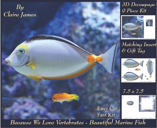 Because We Love Vertebrates - Coral Reef Tropical Beautiful Marine Fish - Decoupage + Insert & Tag