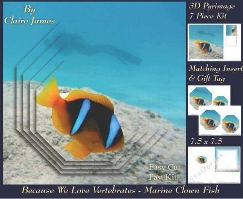 Because We Love Vertebrates - Coral Reef Tropical Beautiful Marine Clown Fish - Pyrimage/pyramid + Insert & Tag