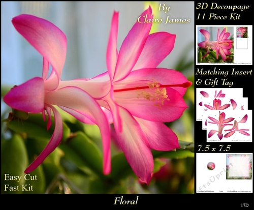 Botanical & Floral - Cactus Flower Christmas Rose 2 - 3D Decoupage + Insert & Tag