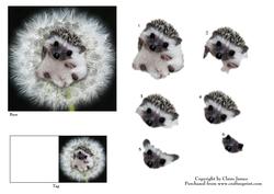 Meet Jed the Cute Baby Hedgehog + Decoupage & Tag
